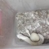 Nấm thức thần xuất hiện ở Hà Nội: đáng sợ loại ma túy gây ảo giác cực mạnh
