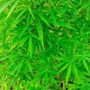 Phát hiện người nước ngoài trồng cần sa tại bãi giữa sông Hồng